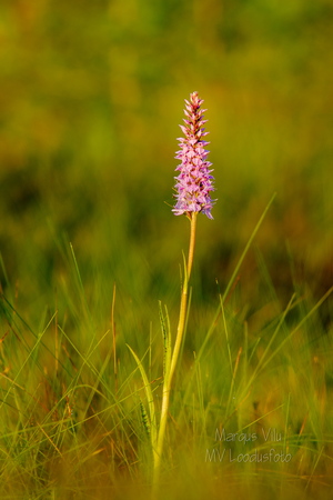 Vööthuul-sõrmkäpp (Dactylorhiza fuchsii)