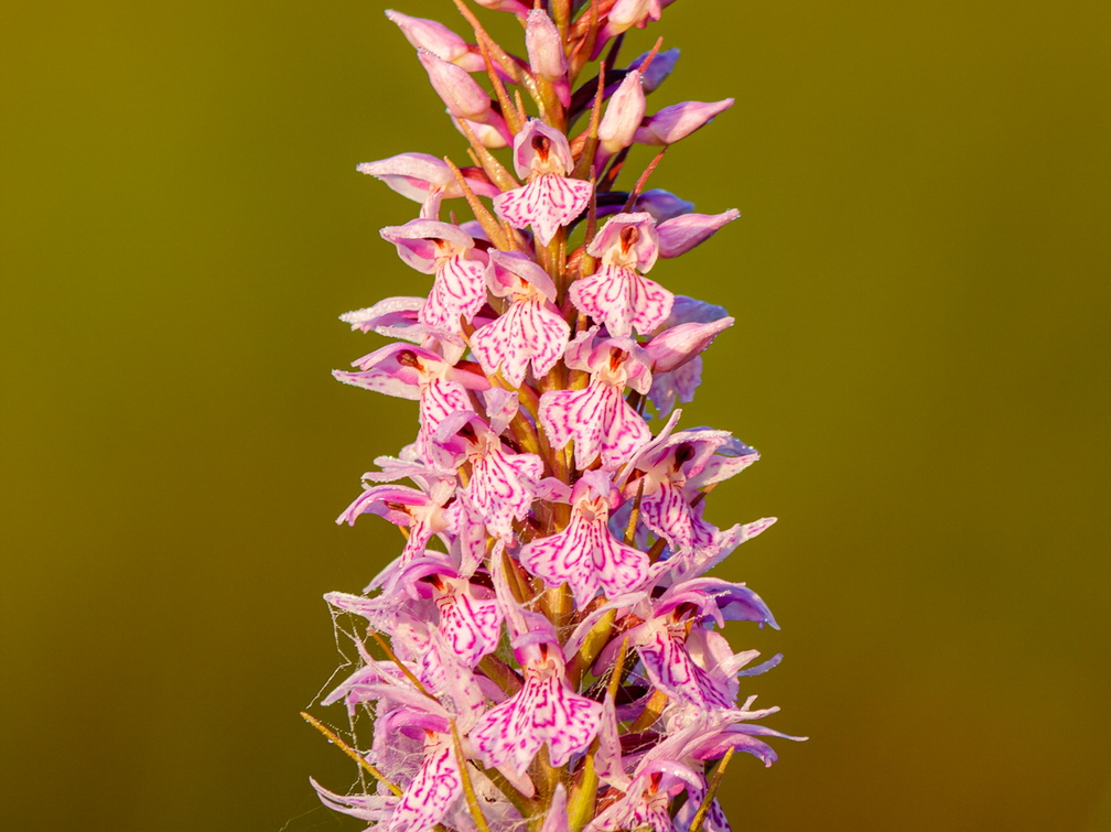 Vööthuul-sõrmkäpp (Dactylorhiza fuchsii)