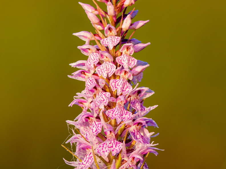Vööthuul-sõrmkäpp (Dactylorhiza fuchsii)