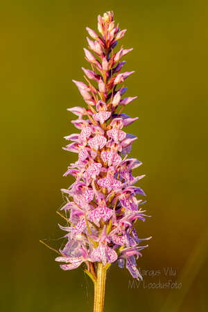 Vööthuul-sõrmkäpp (Dactylorhiza fuchsii)