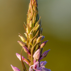 Vööthuul-sõrmkäpp (Dactylorhiza fuchsii)