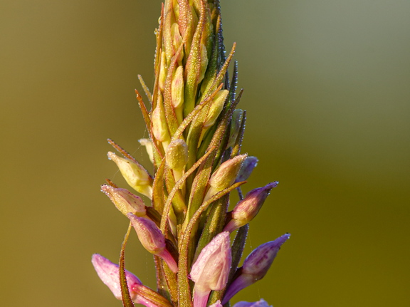 Vööthuul-sõrmkäpp (Dactylorhiza fuchsii)