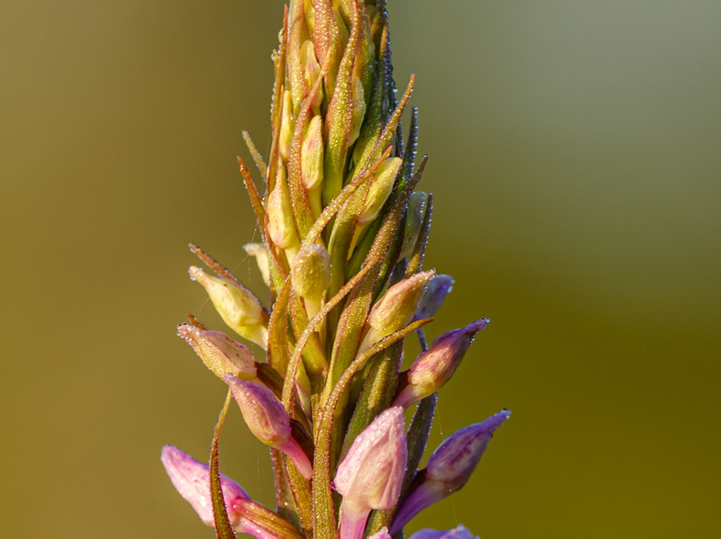 Vööthuul-sõrmkäpp (Dactylorhiza fuchsii)