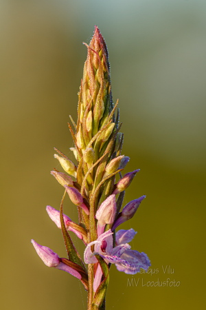 Vööthuul-sõrmkäpp (Dactylorhiza fuchsii)