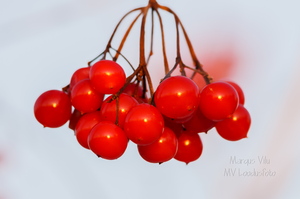 Punased pihlaka marjad