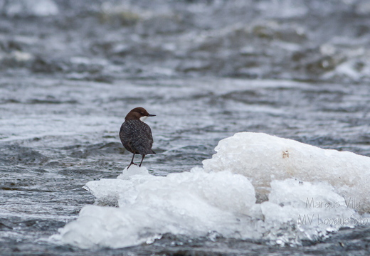   Vesipapp toitu jahtimas