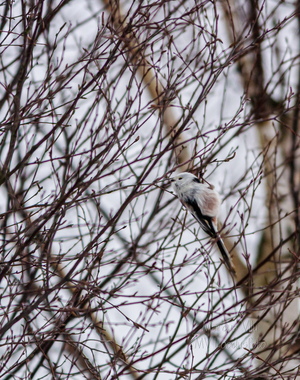  Lumelind ehk sabatihane