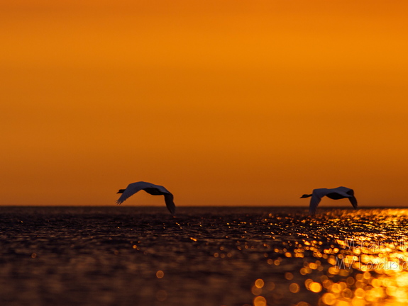  Luiged lennus päikeseloojangus