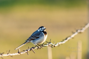  Linavästrik (Motacilla alba) okastraadil