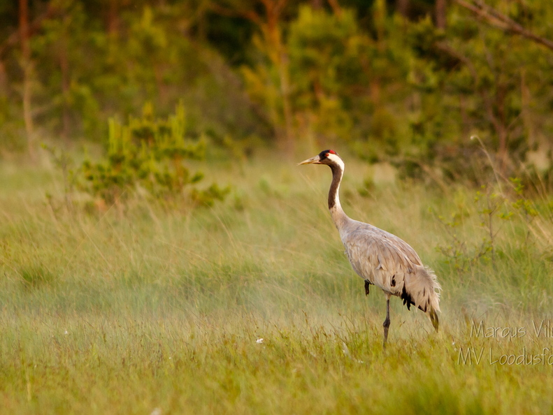  Sookurg (Grus grus) vaatab ristis nokaga