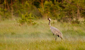  Sookurg (Grus grus) vaatab ristis nokaga