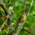  Talvike (Emberiza citrinella) oksal