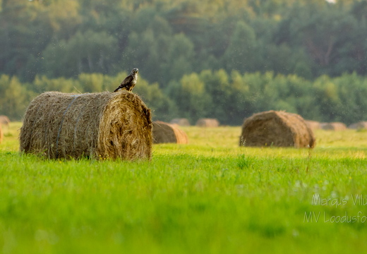 Hiireviu kontrollib kullipilguga heinamaad