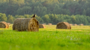 Hiireviu kontrollib kullipilguga heinamaad