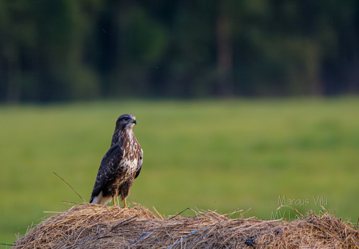 Hiireviu (Buteo buteo) heinapallil