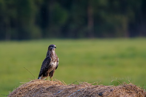 Hiireviu (Buteo buteo) heinapallil