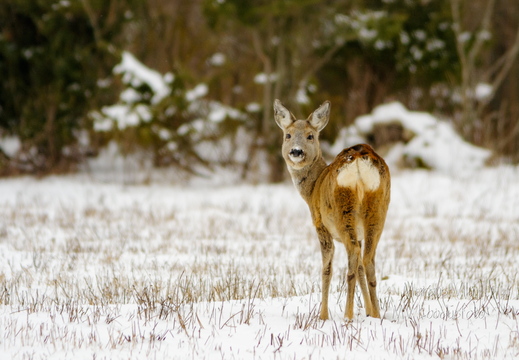  Metskits ehk kaber (Capreolus capreolus)