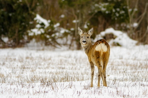 Metskits ehk kaber (Capreolus capreolus)