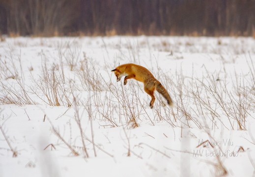  Rebane leidis söögipoolist