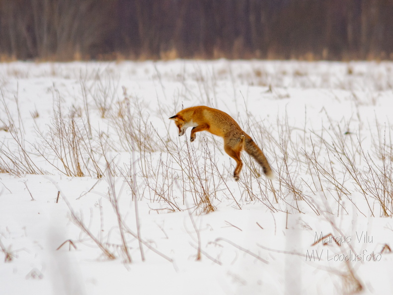  Rebane leidis söögipoolist