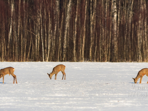Metskitsed lumisel heinamaal söömas