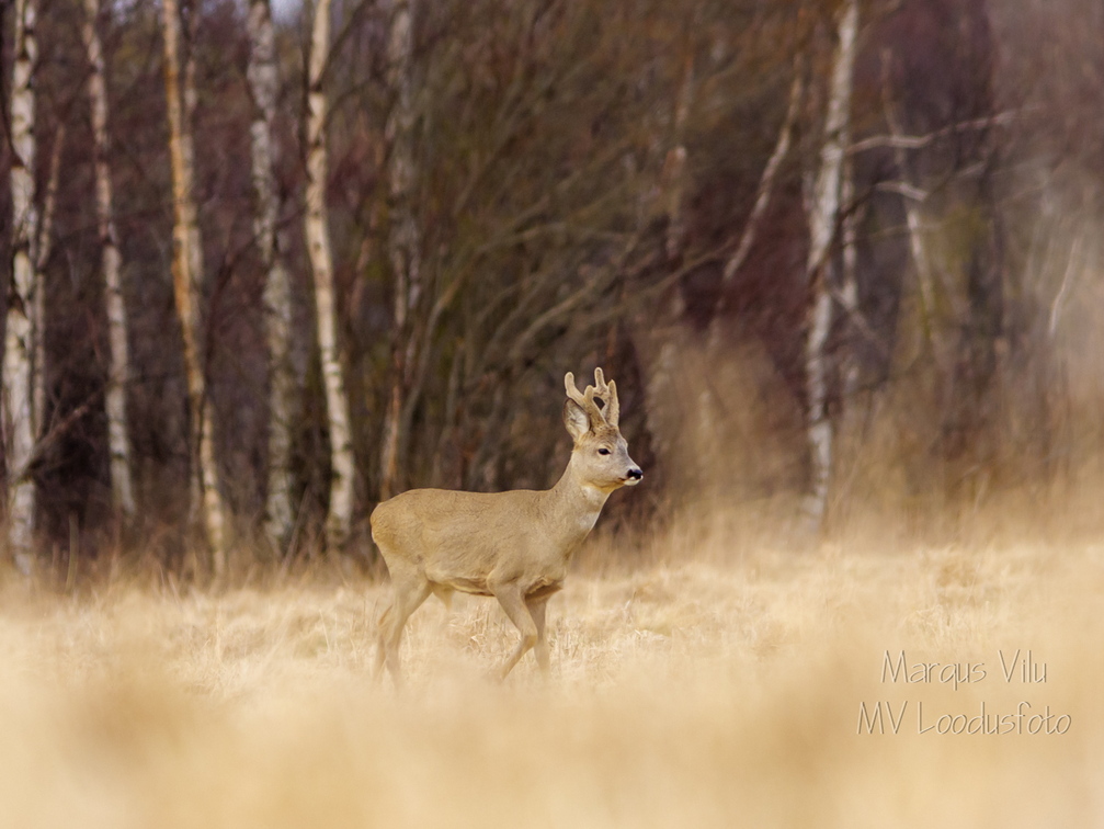  Isane metskits ehk sokk