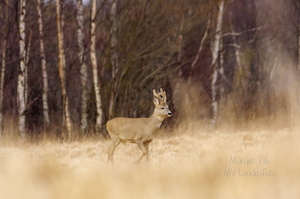  Isane metskits ehk sokk