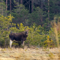  Põder (Alces alces)