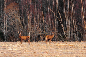  Punahirv (Cervus elaphus)