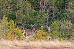  Punahirved (Cervus elaphus)