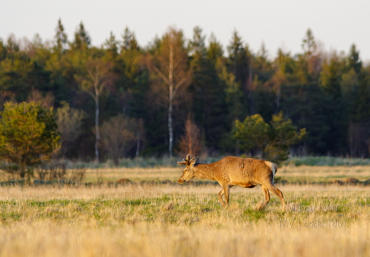  Noorhärra jalutamas (hirv)
