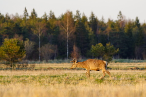  Noorhärra jalutamas (hirv)