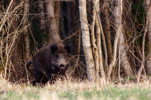 Metsast välja sööma (metssiga)
