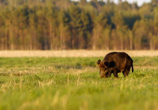  Metssiga (Sus scrofa) aasal