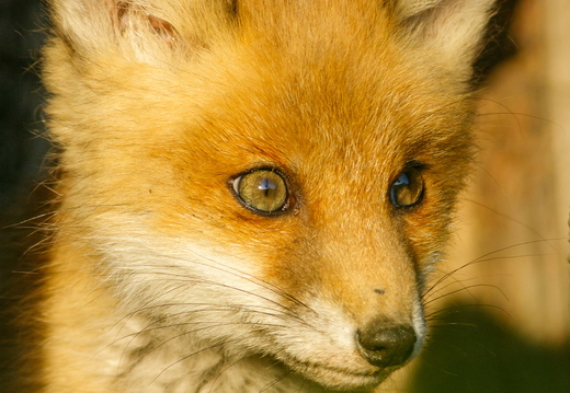  Noor rebane 1 kuu hiljem