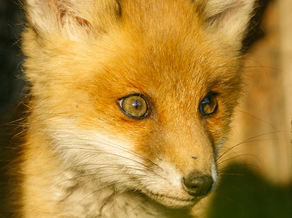  Noor rebane 1 kuu hiljem