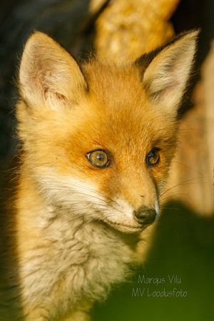  Noor rebane 1 kuu hiljem