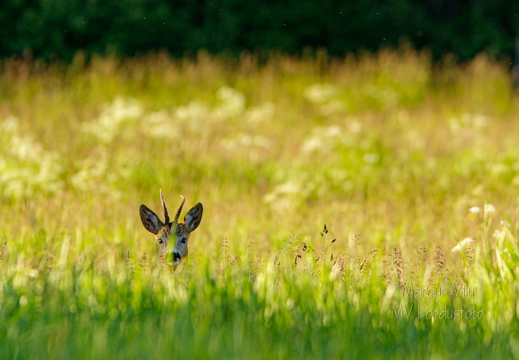 Sokk piilub kõrre tagant