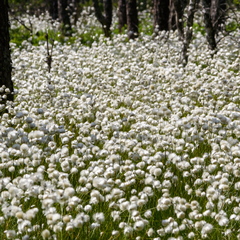  Tupp-villpea (Eriophorum vaginatum) väli metsa all