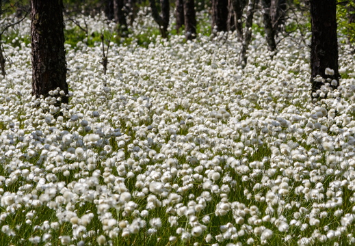  Tupp-villpea (Eriophorum vaginatum) väli metsa all