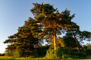  Mänd Tõrva lähistel
