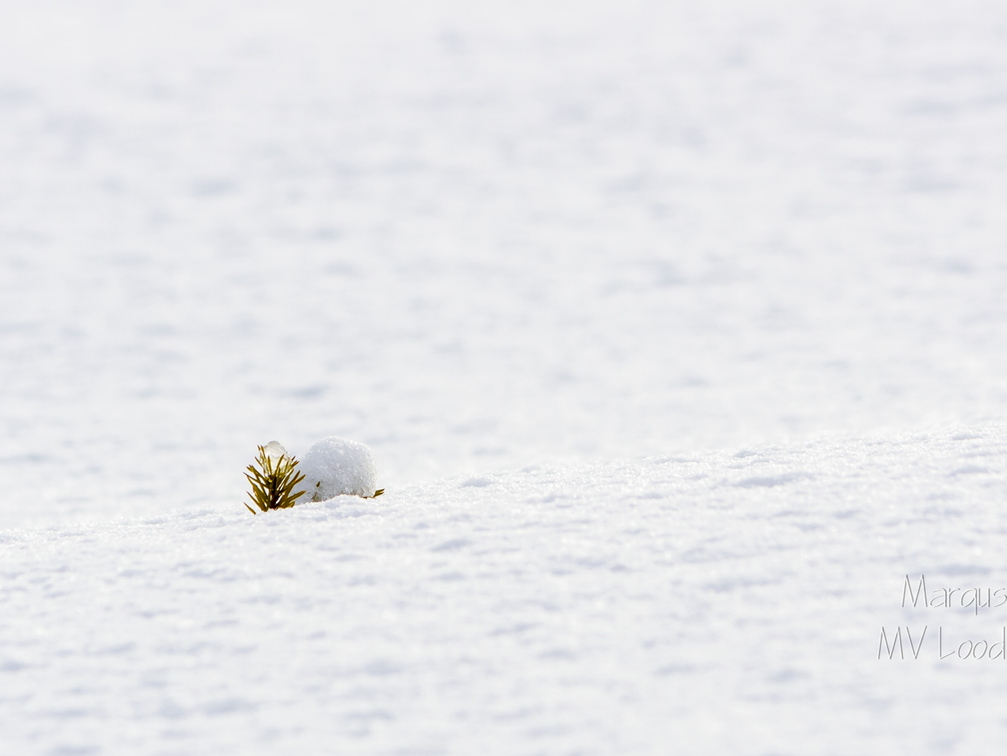  Kuusepuu tipp lumest välja ulatumas