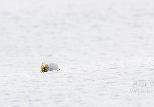  Kuusepuu tipp lumest välja ulatumas