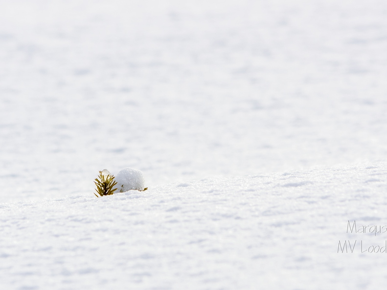  Kuusepuu tipp lumest välja ulatumas