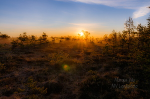  Päikesetõus uduses rabas