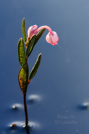  Harilik küüvits vees