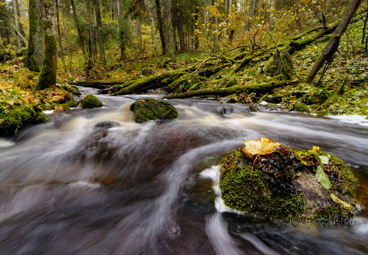 Kiire vooluga ojake metsa all