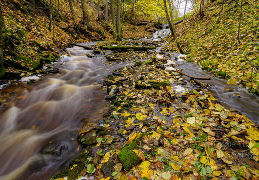 Vasaristi joastiku sügisvärvid