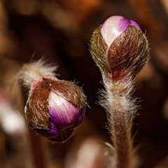 Sinilille õie nupud