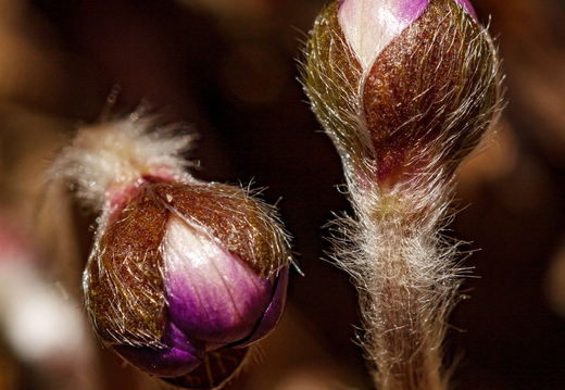 Sinilille õie nupud